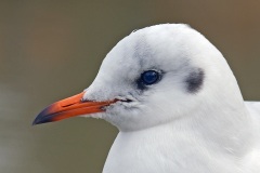 black-headed-gulls_02Feb22