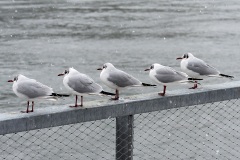 black-headed-gulls_28Jan22