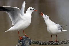 black-headed-gulls_29Jan22