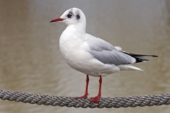 black-headed-gulls_30Jan22