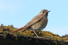black-redstart_11Jun22