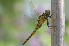 black-tailed-skimmer_23Jul26