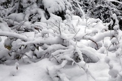blauen_02Jan22