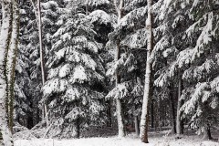 blauen_06Jan22