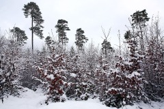 blauen_08Jan22