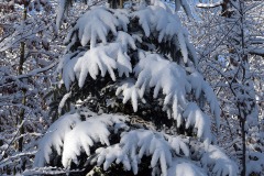 blauen_13Dec23