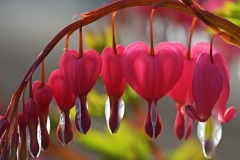 bleeding-heart_31Mar24