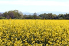 blooming-rape_18Apr24