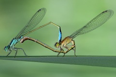 blue-tailed-damselflies_21May22