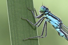 blue-tailed-damselfly_01Jun22