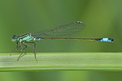 blue-tailed-damselfly_03Jun25