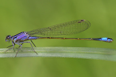 blue-tailed-damselfly_18Jun26