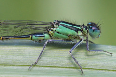 blue-tailed-damselfly_20Jun26