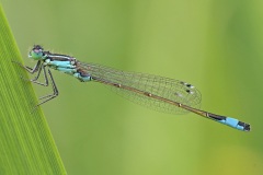 blue-tailed-damselfly_22May25