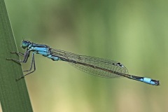 blue-tailed-damselfly_31May22