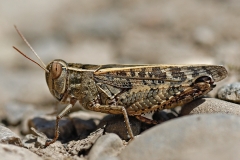 blue-winged-grasshopper_11Aug10