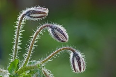 borage_07Apr24