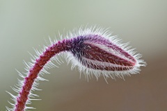 borage_28Apr22