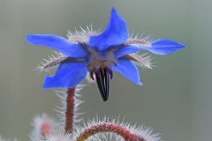 borage_29Apr22
