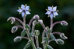 borage_30Apr22