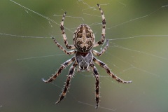 bridge-spider_15Oct18