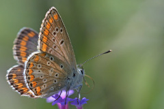 brown-argus_04Sep26