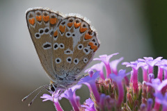 brown-argus_05Sep26