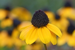 brown-eyed-susan_15Sep22