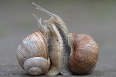 burgundy-snails_04Jun24
