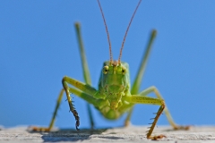 bush-cricket_04Jul11
