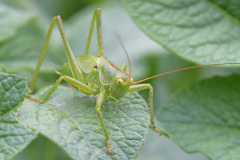 bush-cricket_04Jun26