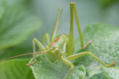 bush-cricket_05Jun26