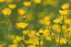buttercup_22Apr22
