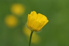 buttercup_23Apr22