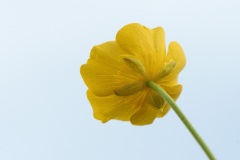 buttercup_24Apr22