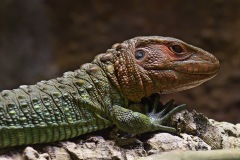 caiman-lizard_02Feb23