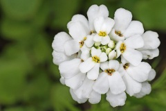 candytuft_24Apr26