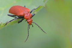 cardinal-beetle_17Apr26