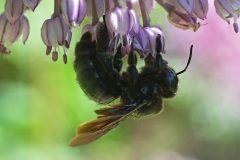 carpenter-bee_03Jul22