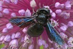 carpenter-bee_04Jul22