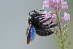 carpenter-bee_10Jun26