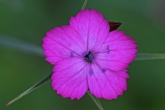 carthusian-pink_29May22