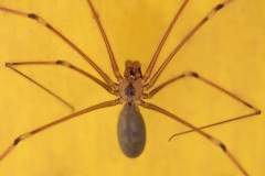 cellar-spider_18Mar22
