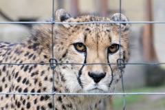 cheetah_01Feb23