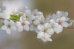 cherry-plum_11Mar26