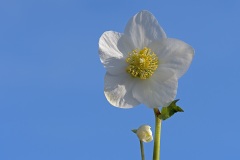 christmas-rose_15Feb23