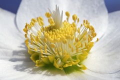 christmas-rose_16Feb23