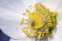 christmas-rose_17Feb23