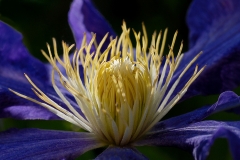 clematis_01Jun13