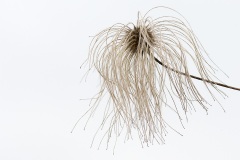 clematis_04Feb25